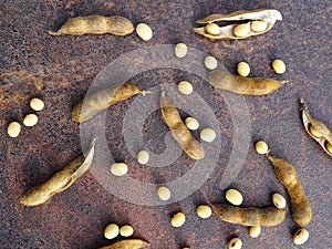 Soybean harvest, collected seeds in pods, ripe soybean plants