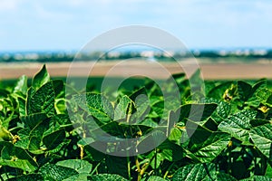 Soybean harvest. Landscape with green soybean fields. Agrarian industry