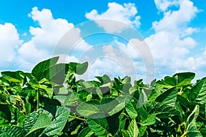 Soybean harvest. Landscape with green soybean fields. Agrarian industry