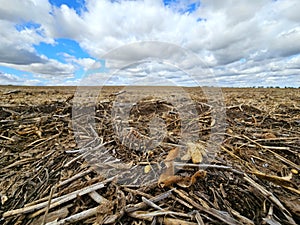 Soybean harvest left behind under blue cloudy sky