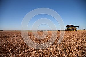 Soybean harvest in sunny day.