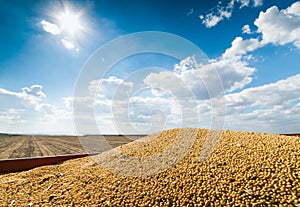 Soybean harvest in sunset