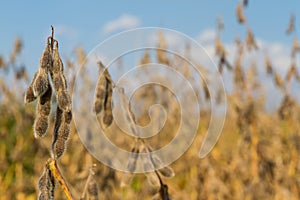 Soybean Harvest Time