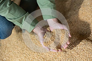 Soybean husk animal feed in farmers hands