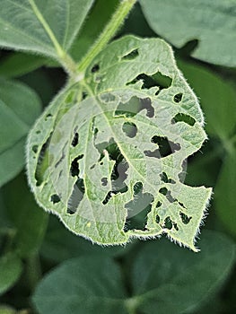 Soybean leaf chewed on by insects.