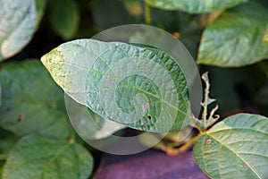 Soybean leaf disease symptom from pathogen
