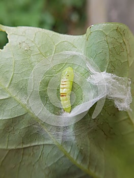 Pupa soybean looper damage on black bean In Viet Nam photo