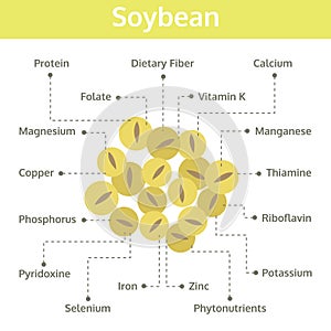 Soybean nutrient of facts and health benefits, info graphic bean