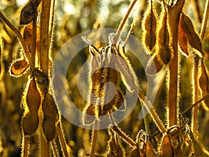 Soybean plant on field in Brazil with selective focus