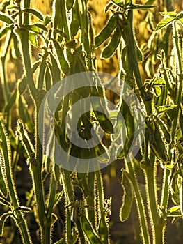 Soybean plant on field in Brazil with selective focus