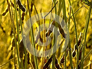 Soybean plant on field in Brazil with selective focus