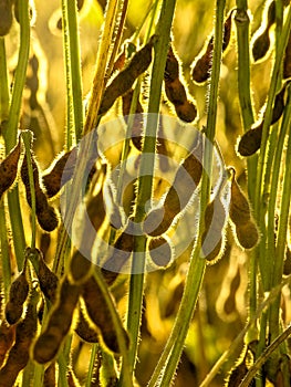 Soybean plant on field in Brazil with selective focus