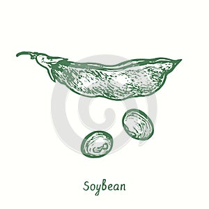 Soybean plant (Glycine max), closed pod and grains. Ink black and white doodle drawing