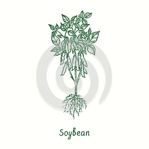 Soybean plant (Glycine max). Ink black and white doodle drawing