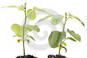 Soybean plant photo