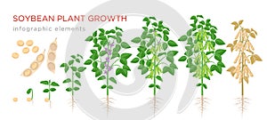Soybean plant growth stages infographic elements. Growing process of soya beans from seeds, sprout to mature soybeans