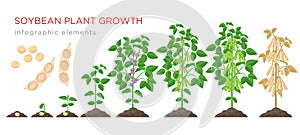 Soybean plant growth stages infographic elements. Growing process of soya beans from seeds, sprout to mature soybeans