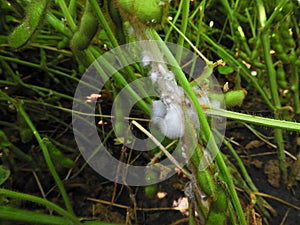 Soybean plant infected with white mold (Sclerotinia sclerotiorum).