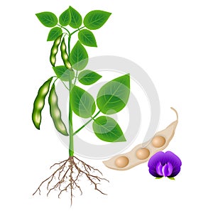 Soybean plant with a pod and flower on a white background.