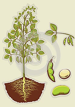 Soybean plant.Vector green illustration isolated f