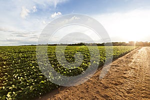 Soybean plantation, dirt road and sun on the horizon