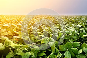 Soybean plantation in early morning. Soy agriculture