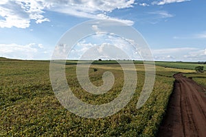 Soybean plantation on a sunny day in Brazil