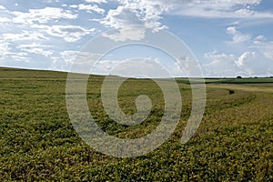 Soybean plantation on a sunny day in Brazil