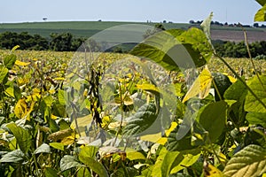 Soybean plantation on a sunny day in Brazil