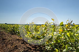 Soybean plantation on a sunny day in Brazil