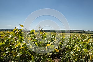 Soybean plantation on a sunny day in Brazil