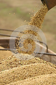 Soybean plantations and handling in Brazilian agribusiness