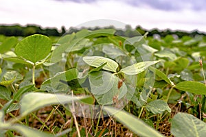 Soybean plants close up