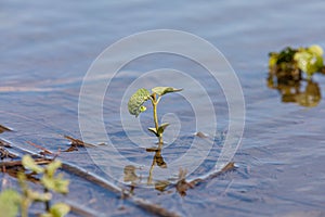 Soybean plants in flooded farm field