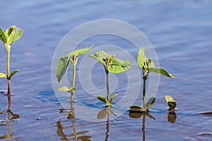 Soybean plants in flooded farm field