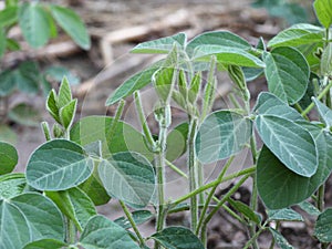 Soybean plants Glycine max crop damage by Whitetail Deer in Wisconsin