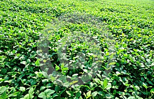 Soybean plants