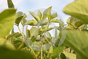 Soybean plants with pods of beans close-up in an agricultural field, selective focus
