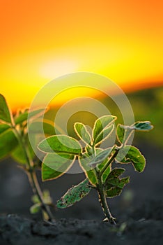 Soybean plants in sunset