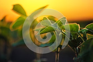 Soybean plants in sunset
