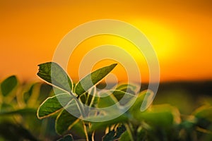 Soybean plants in sunset