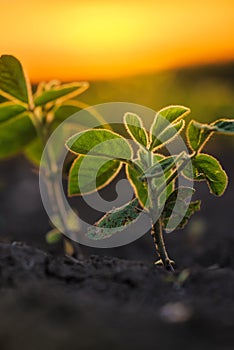 Soybean plants in sunset