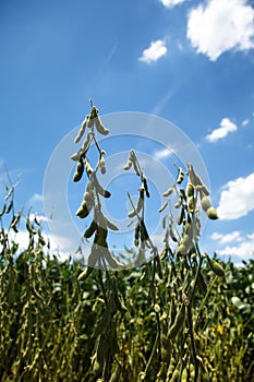 Soybean Pod Close-up.