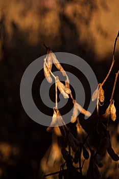 Soybean Pod Close-up.