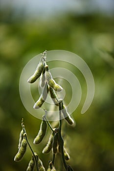 Soybean Pod Close-up.