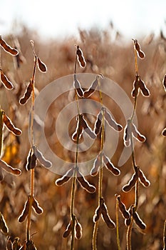 Soybean Pod Close-up.
