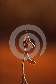 Soybean Pod Close-up.