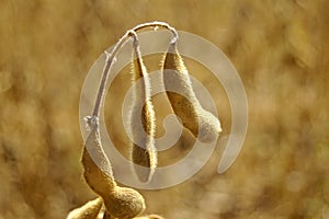 Soybean Pods 1
