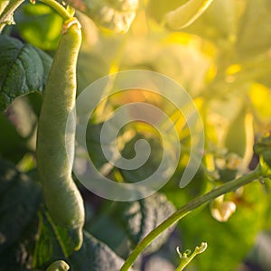 Soybean pods, close up. Agricultural soy bean plant in sunny field . Green growing soybeans against sunlight.