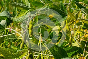 Soybean pods, close up. Agricultural soy plantation on the sunny field bokeh background. Soy bean plant in sunny field